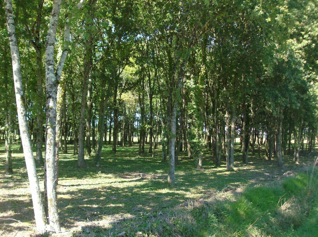 Le Chalet Des 4 Saisons Mers-sur-Indre Ngoại thất bức ảnh